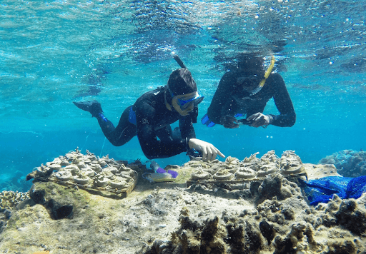 How You and Your Guests Can Help Conserve Fiji