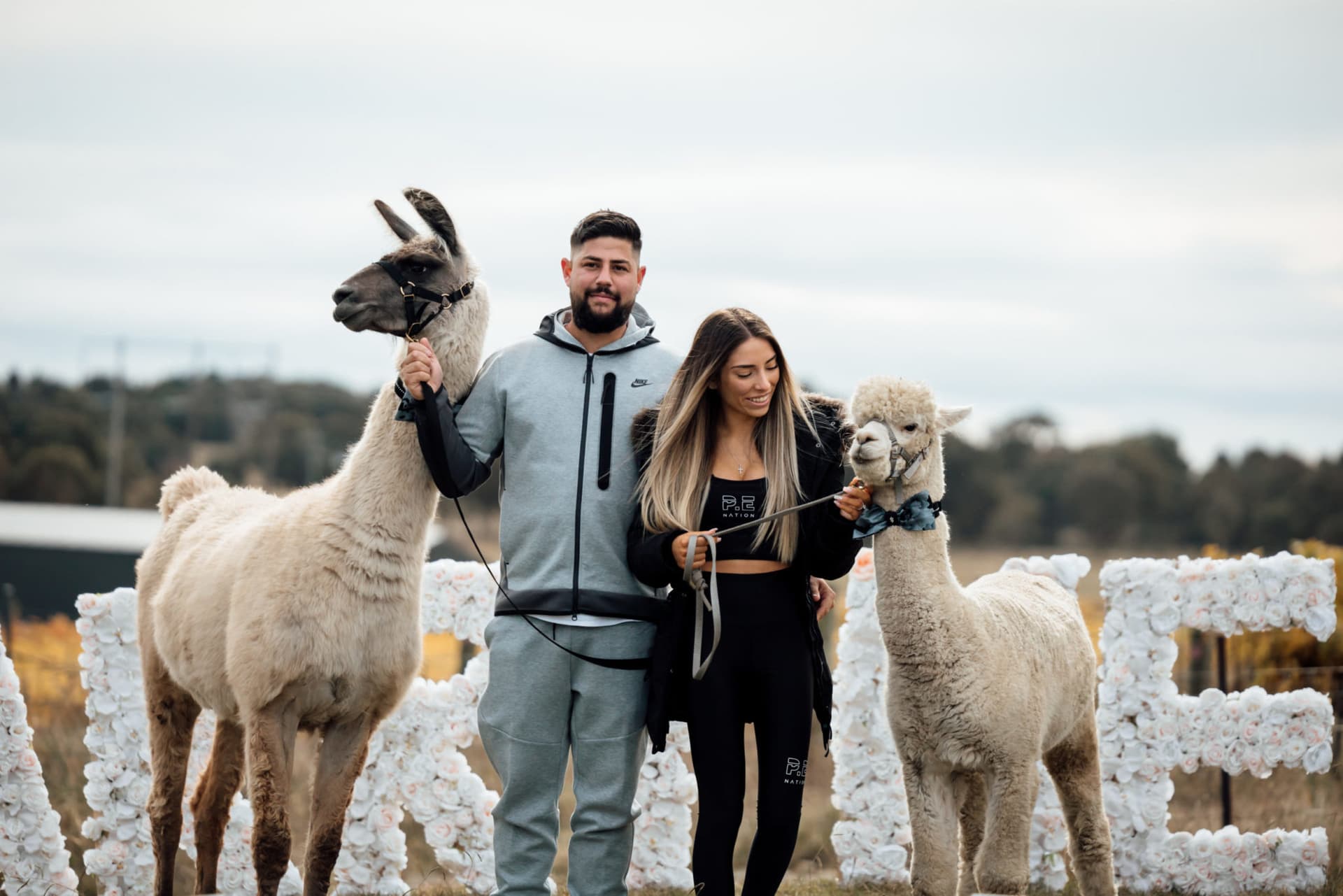 A Heartwarming Farm Proposal… With Alpacas!