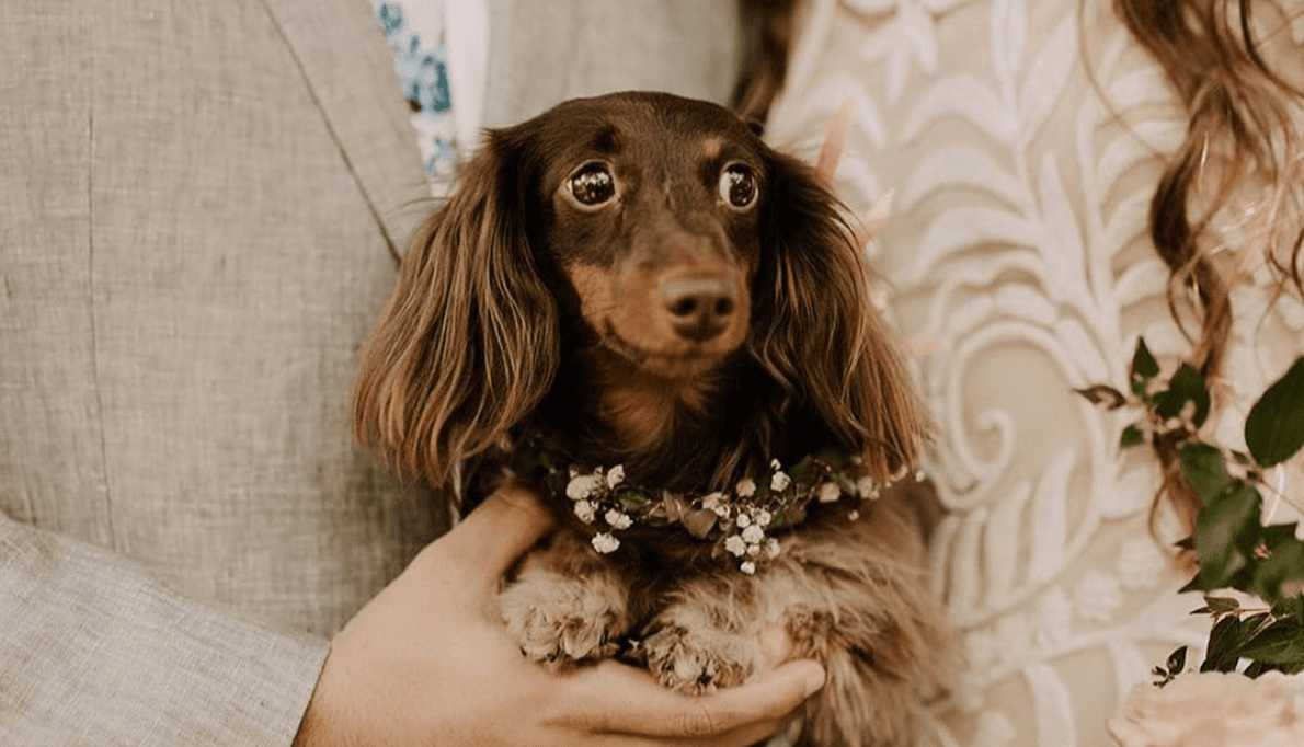 How To Include Your Puppy In Your Wedding