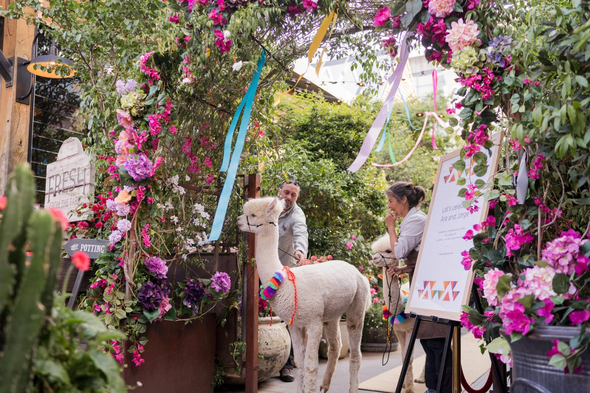 A Festive Wedding With Alpacas At The Grounds