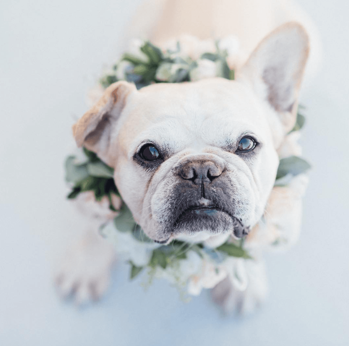 13 Of The Sweetest Wedding Day Pups