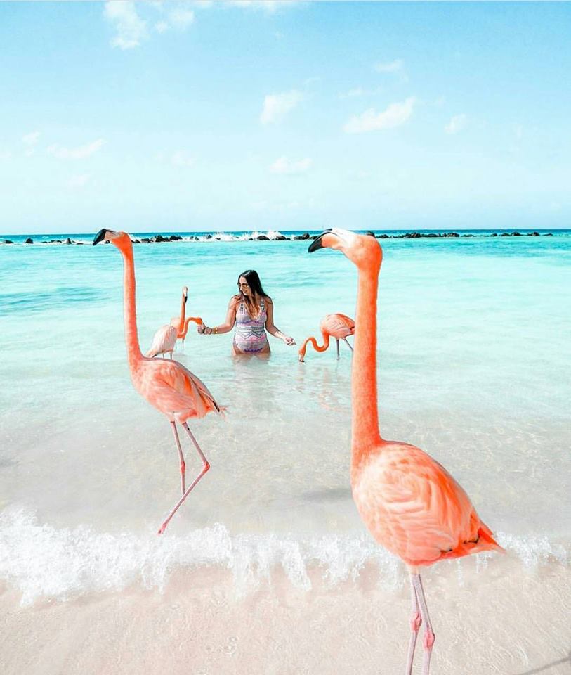aruba pink flamingoes