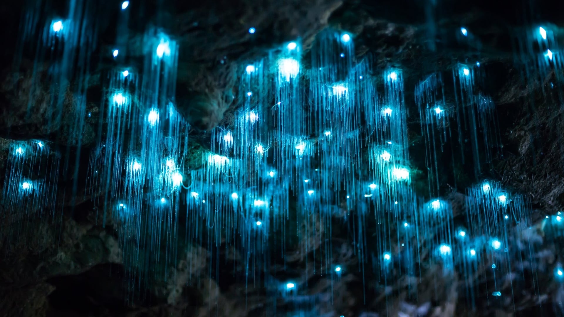 Image result for waitomo caves