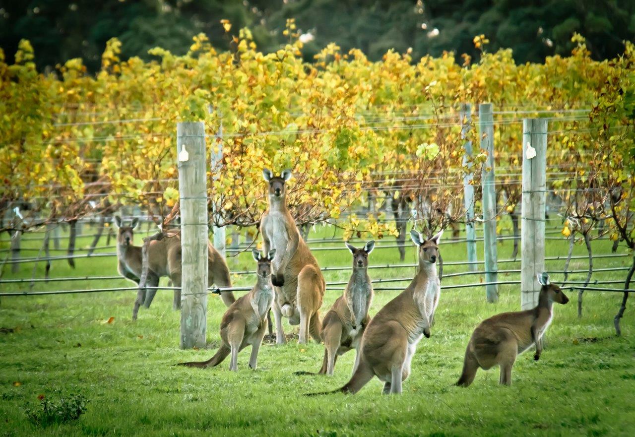 Image result for margaret river