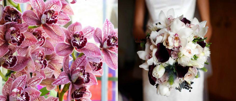 orchid