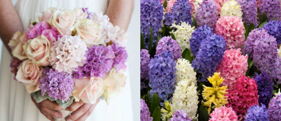 hyacinth