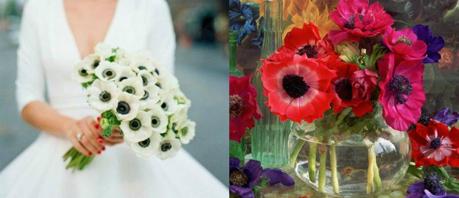 anemones