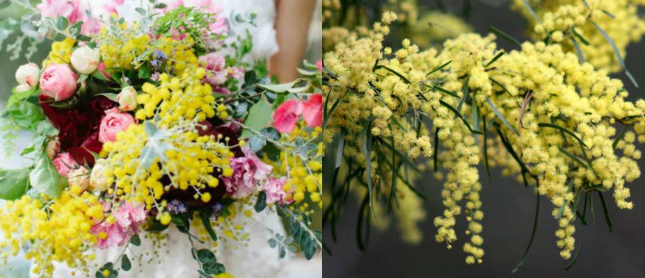 wattle