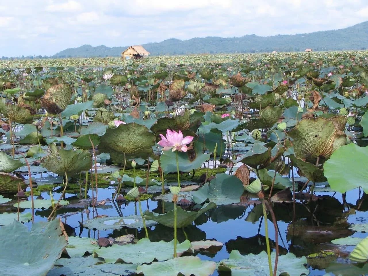 Lotus leaves and a pink flower on the water, with a stilt hut and hills beyond