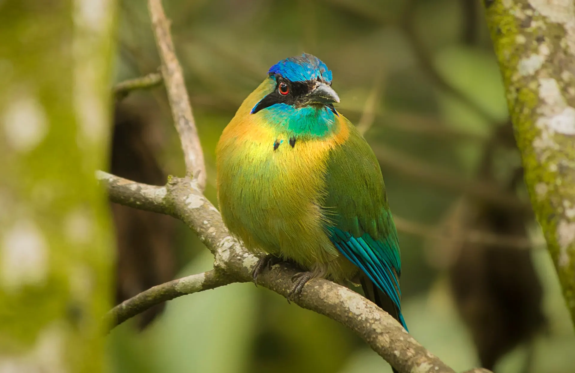 A green and turquoise motmot perched on a thin branch