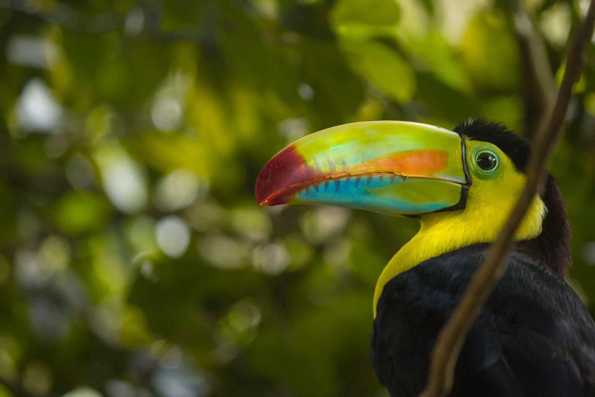 A keel-billed toucan with a rainbow-coloured bill in the forest