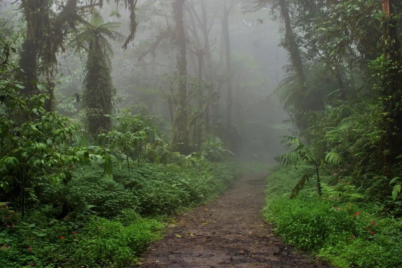 A dirt trail leading into misty cloud forest