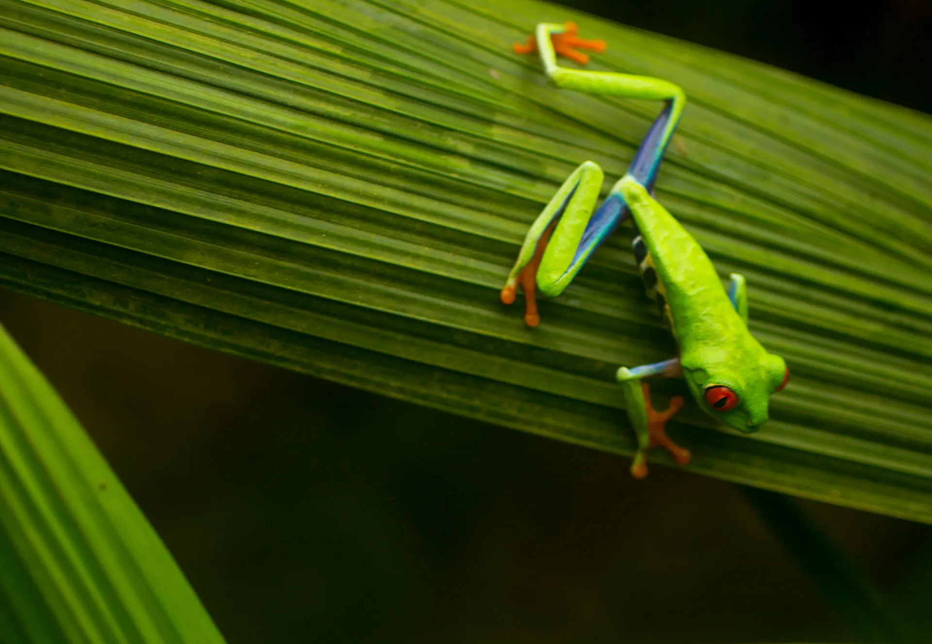 A red-eyed tree frog climbing a palm leaf