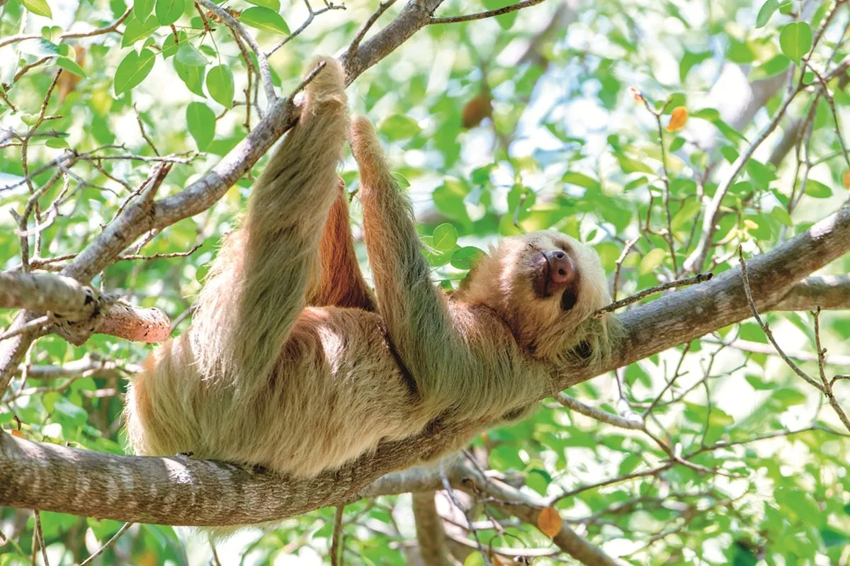 A sloth stretched along a branch among green leaves