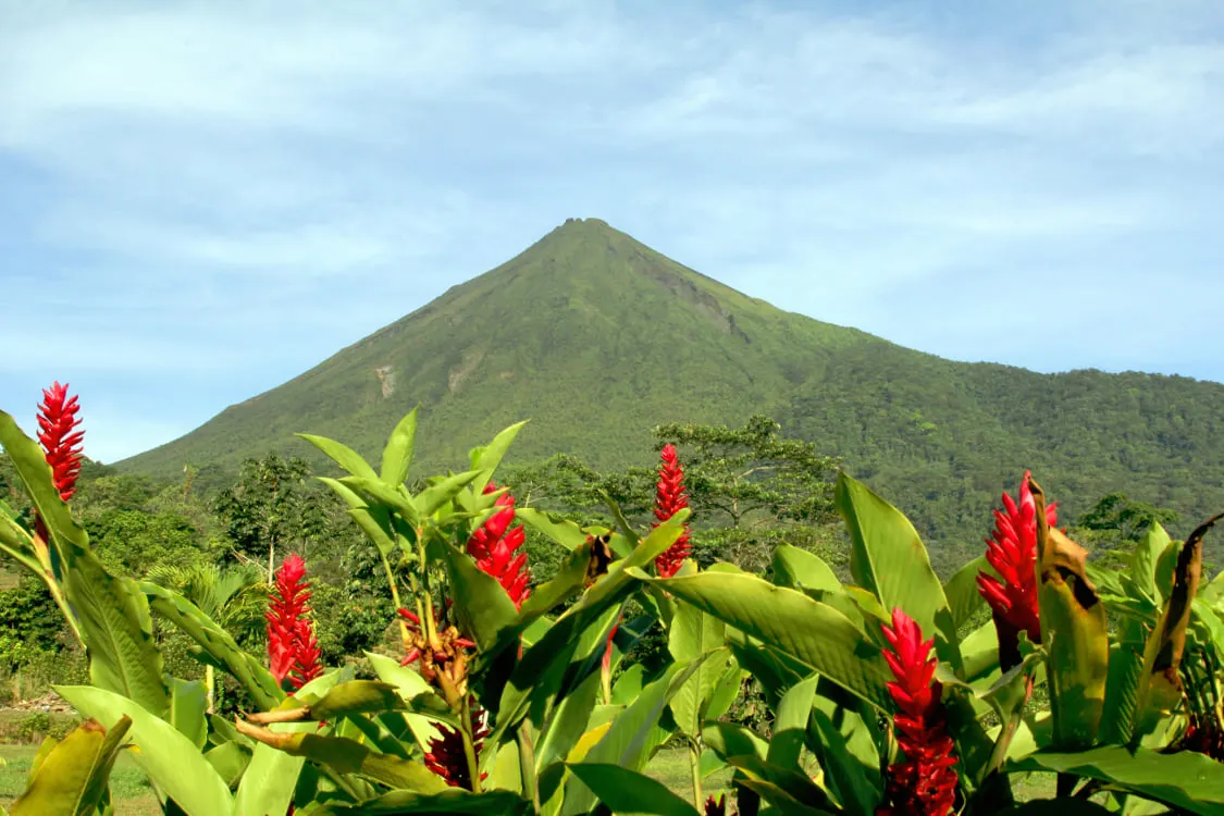 A green cone-shaped volcano behind red ginger flowers