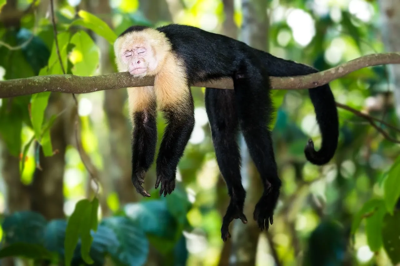 A white-faced capuchin monkey stretched out along a branch