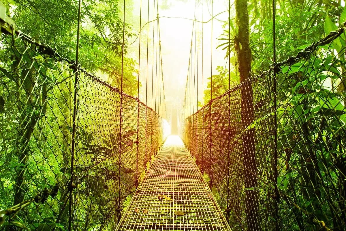 A hanging bridge running through green rainforest towards the light
