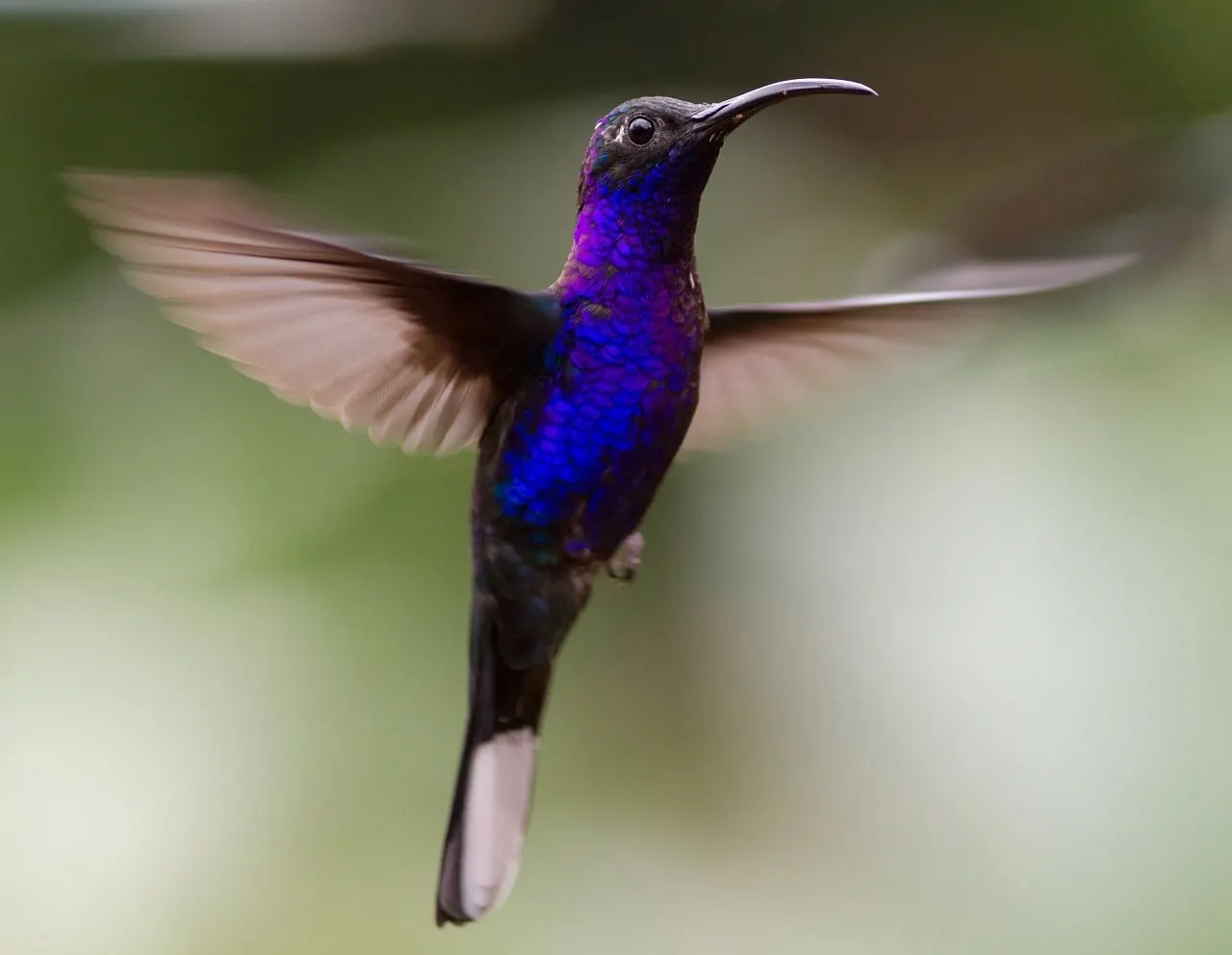 A violet hummingbird hovering in flight