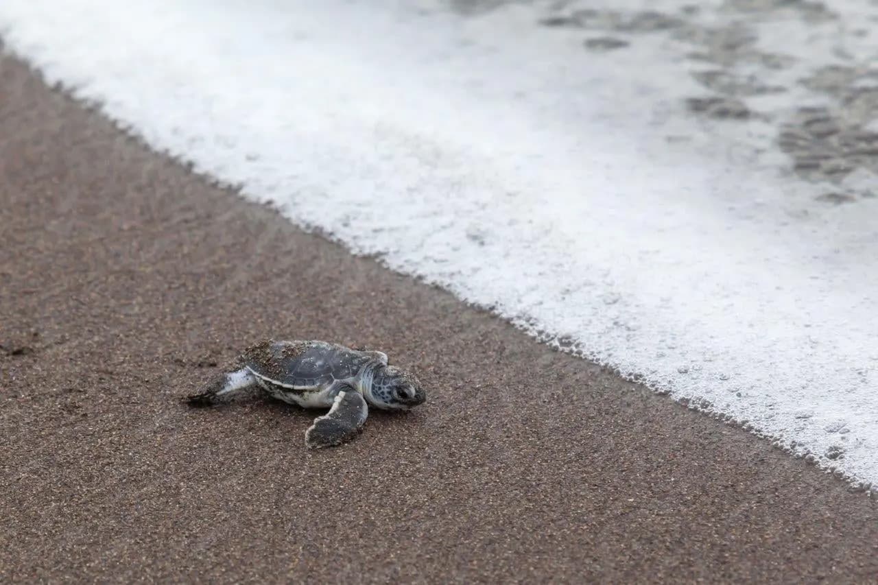A sea turtle hatchling crossing dark sand towards the surf