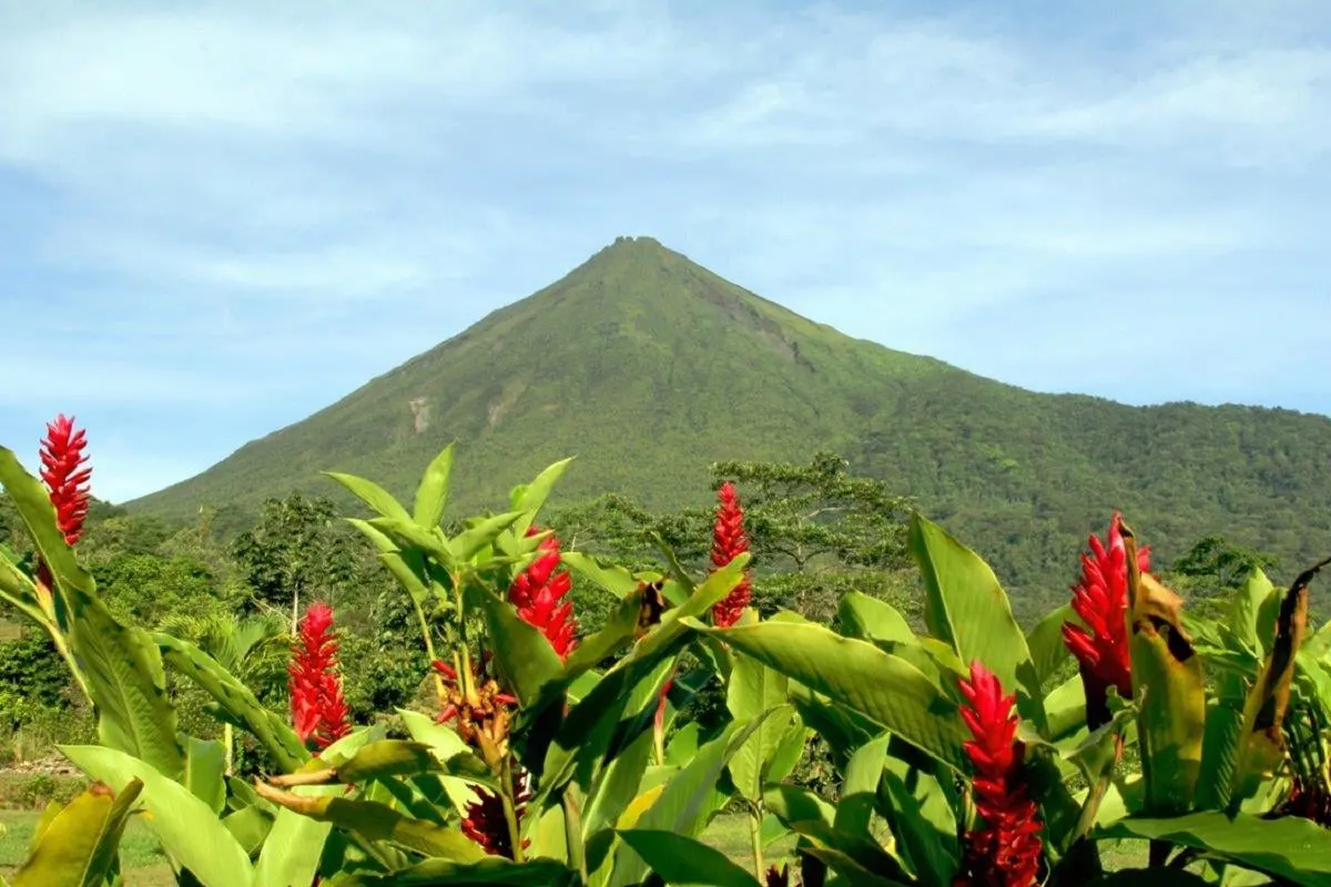 A green volcano cone behind red ginger flowers