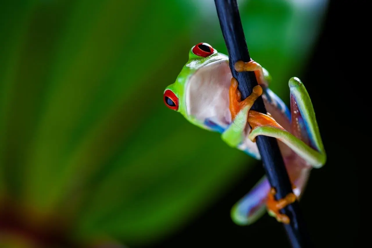 A red-eyed tree frog climbing a dark stem