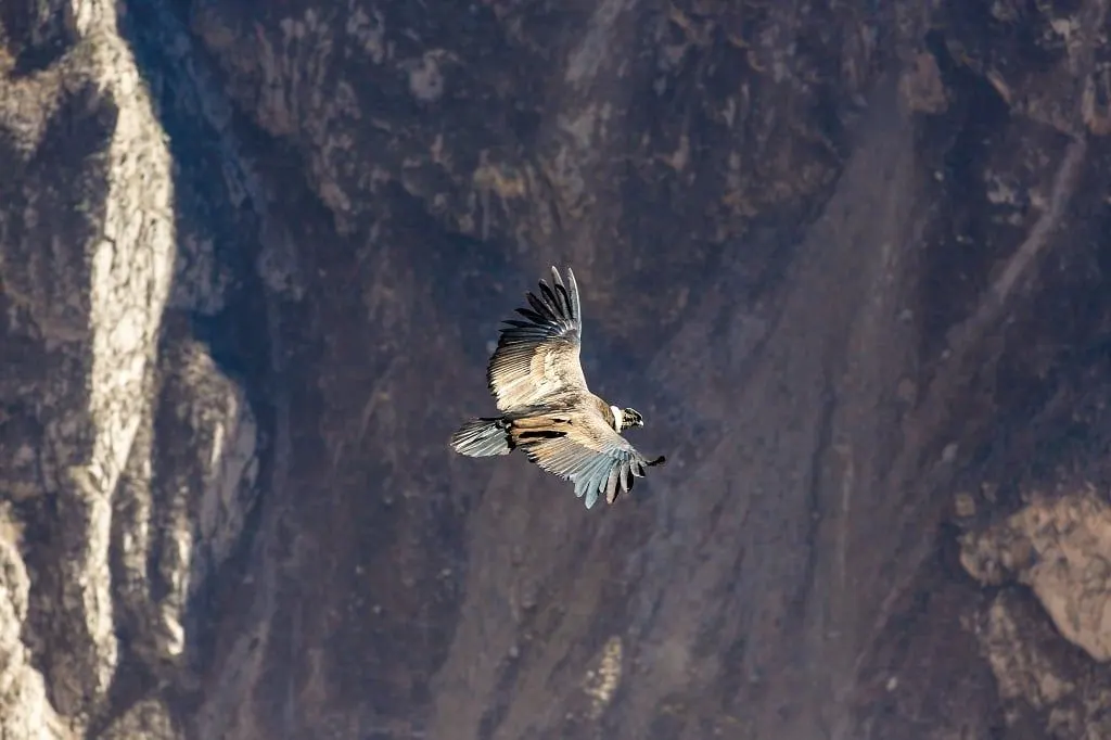 An Andean condor gliding over the walls of the Colca Canyon