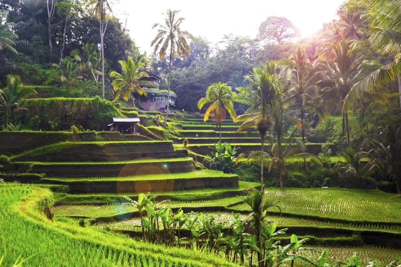 Green rice terraces stepping down between coconut palms