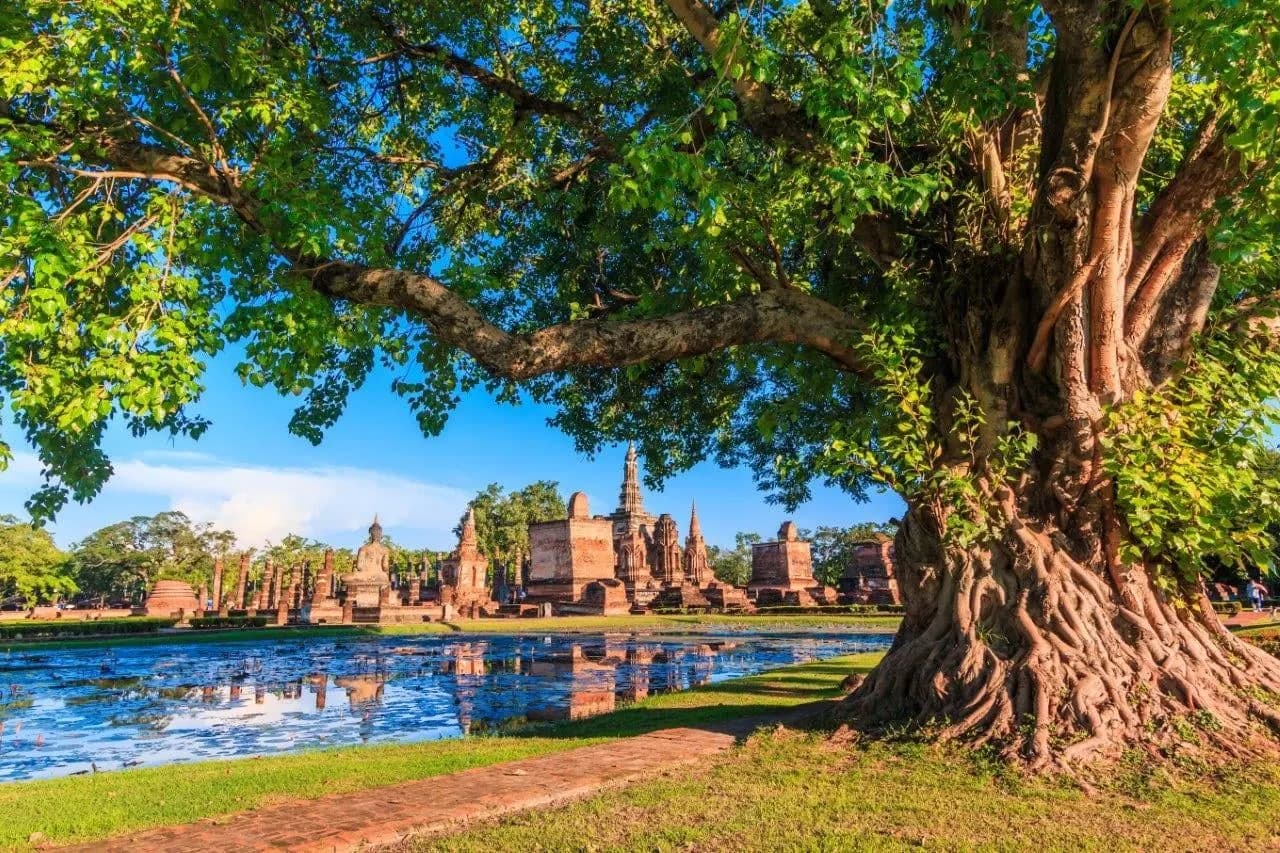 A large old tree beside a lake with temple ruins beyond