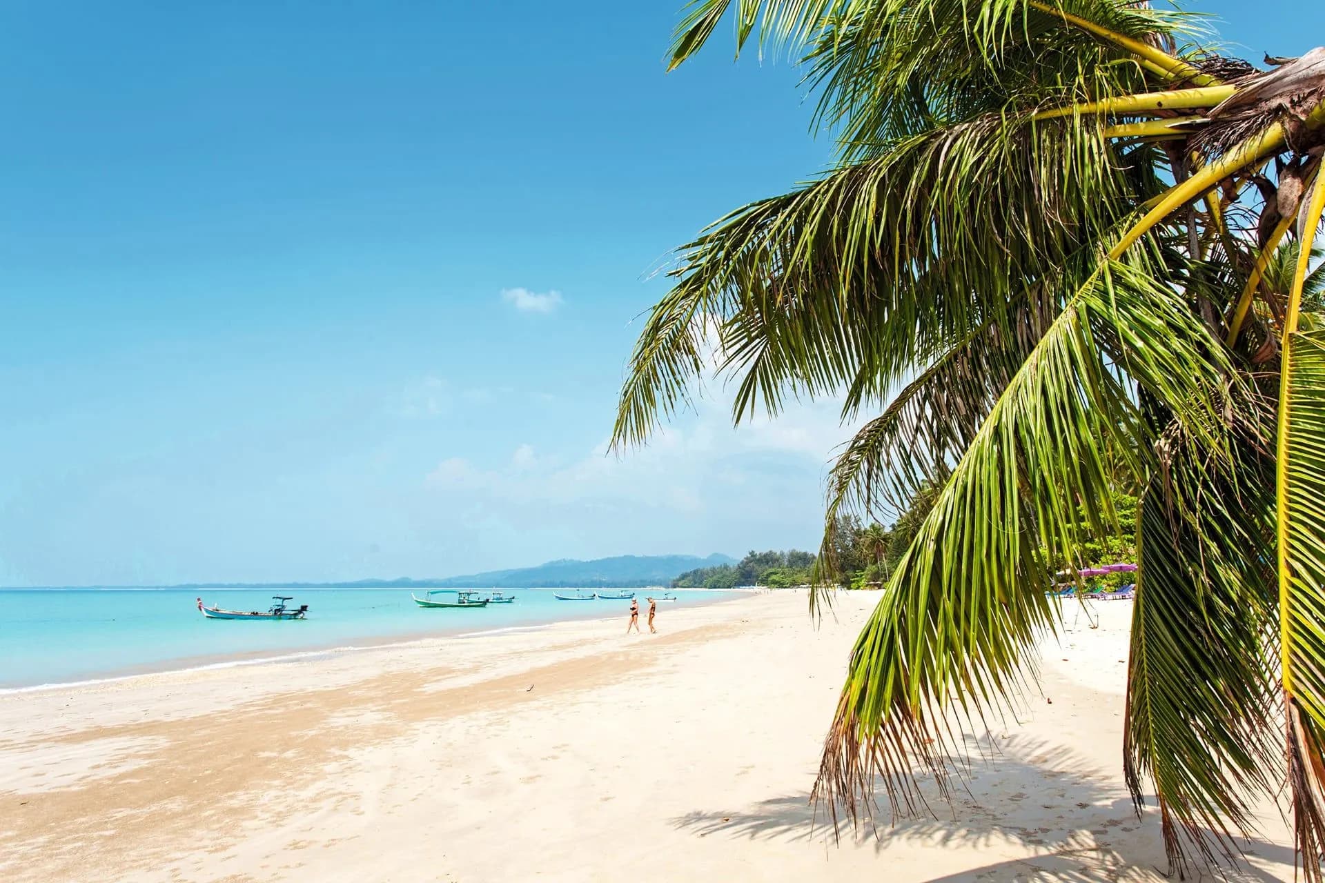 A palm tree leaning over a white sand beach and calm blue water