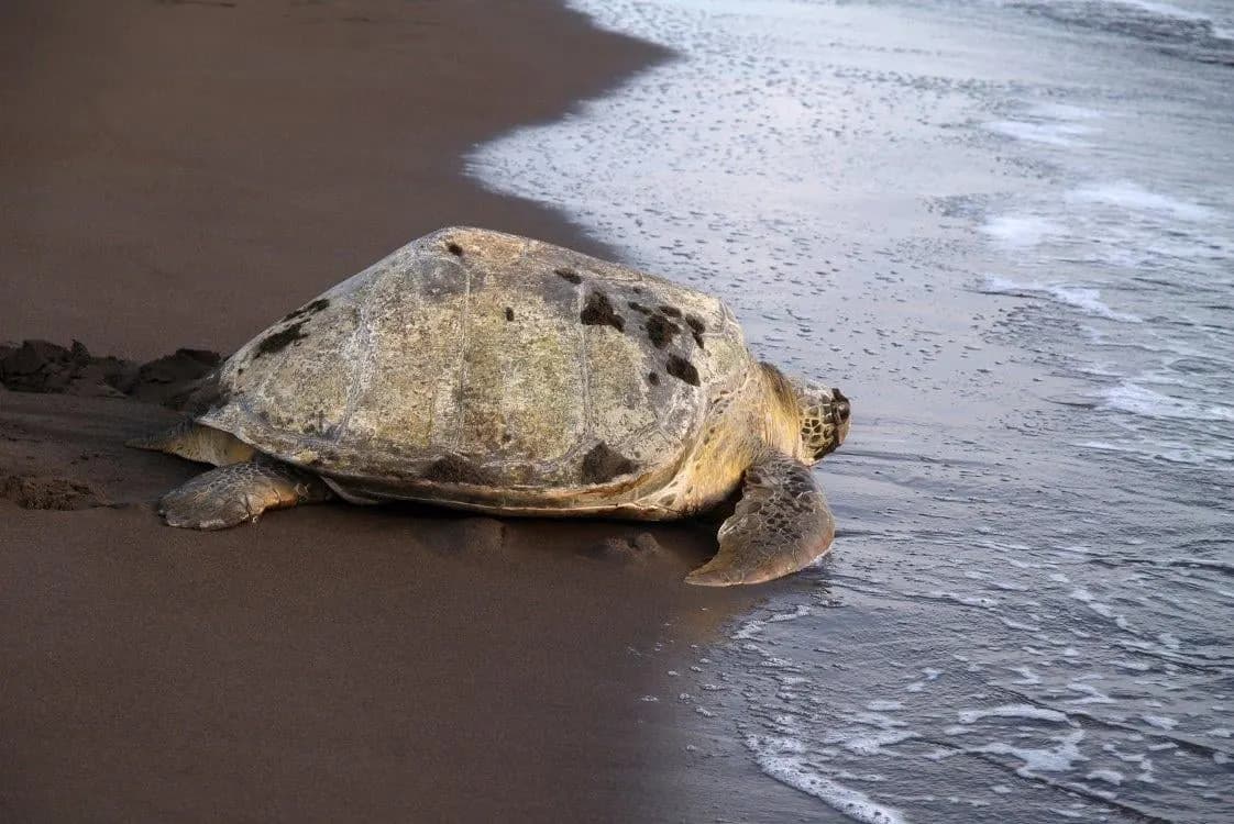 A sea turtle on a dark sand beach at the edge of the surf