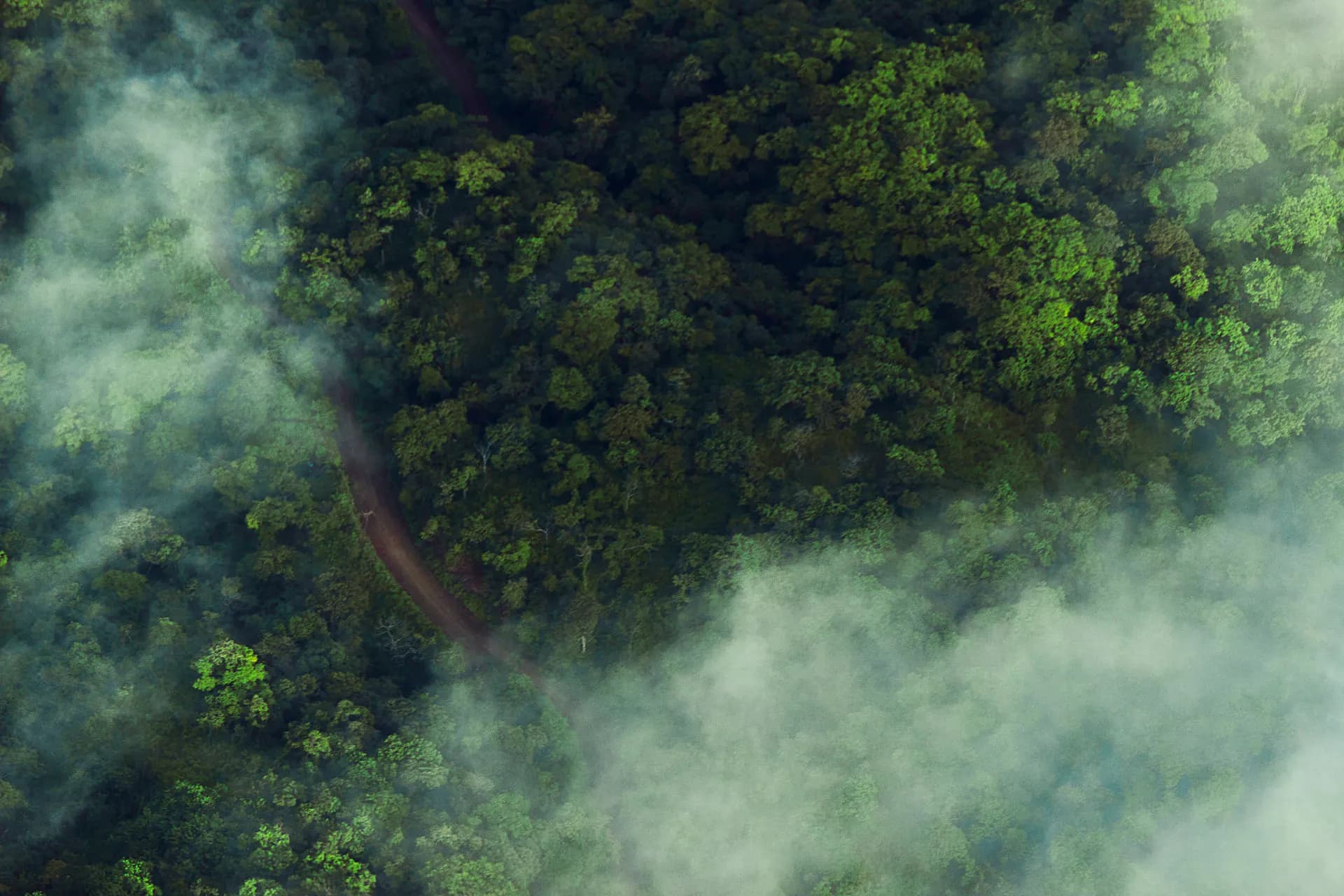 Mist drifting over dense cloud forest seen from above