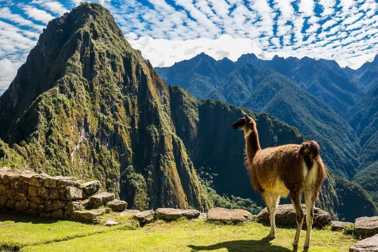 A llama on the green terraces of Machu Picchu with mountains behind