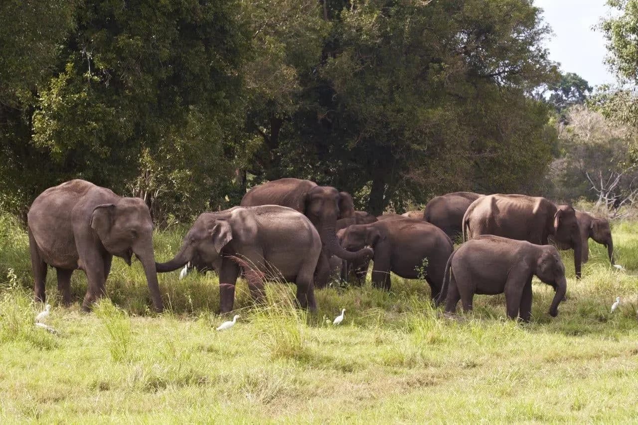 A herd of elephants grazing in grassland at the edge of the forest