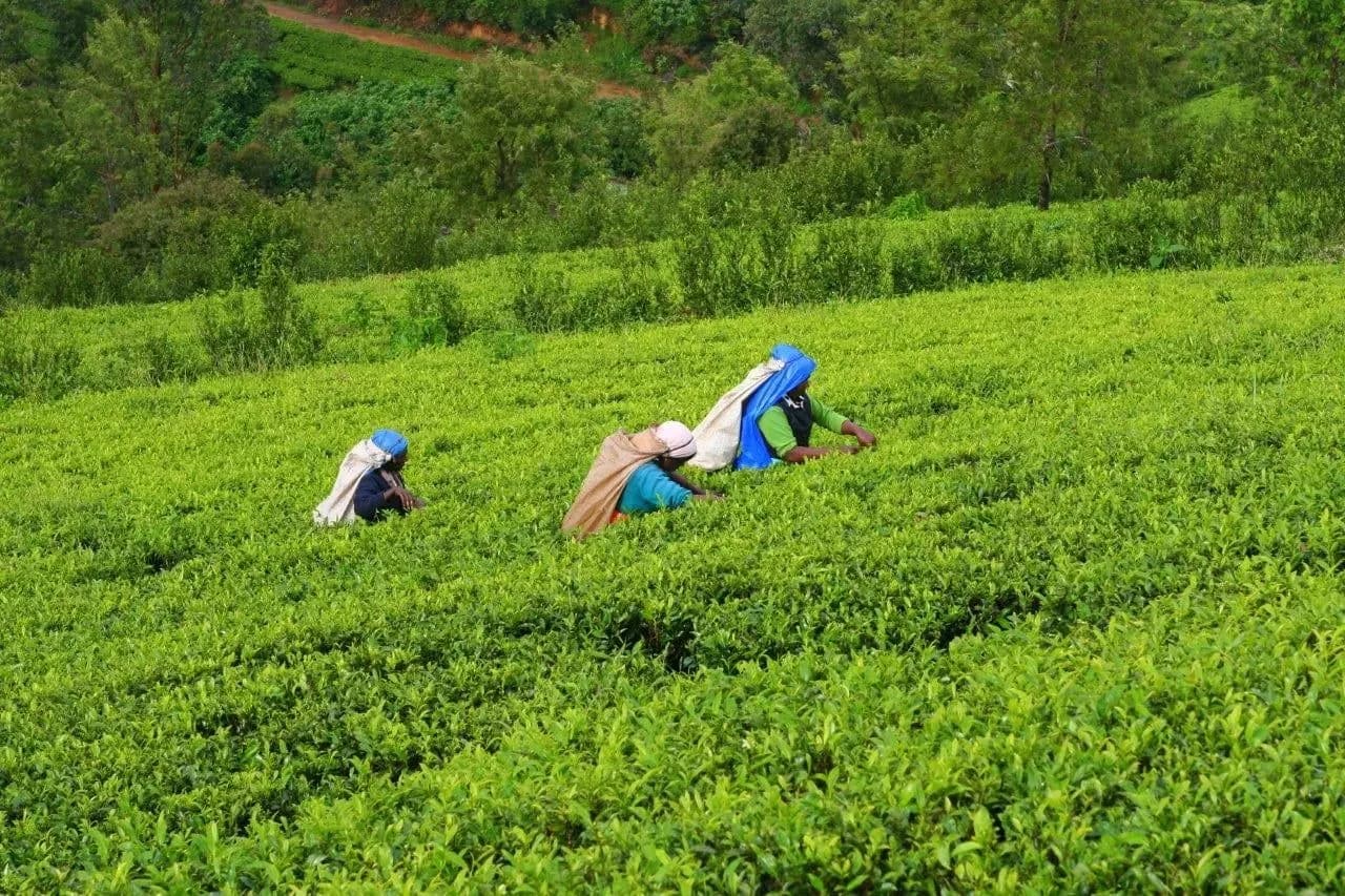Tea pickers in bright saris working among green tea bushes