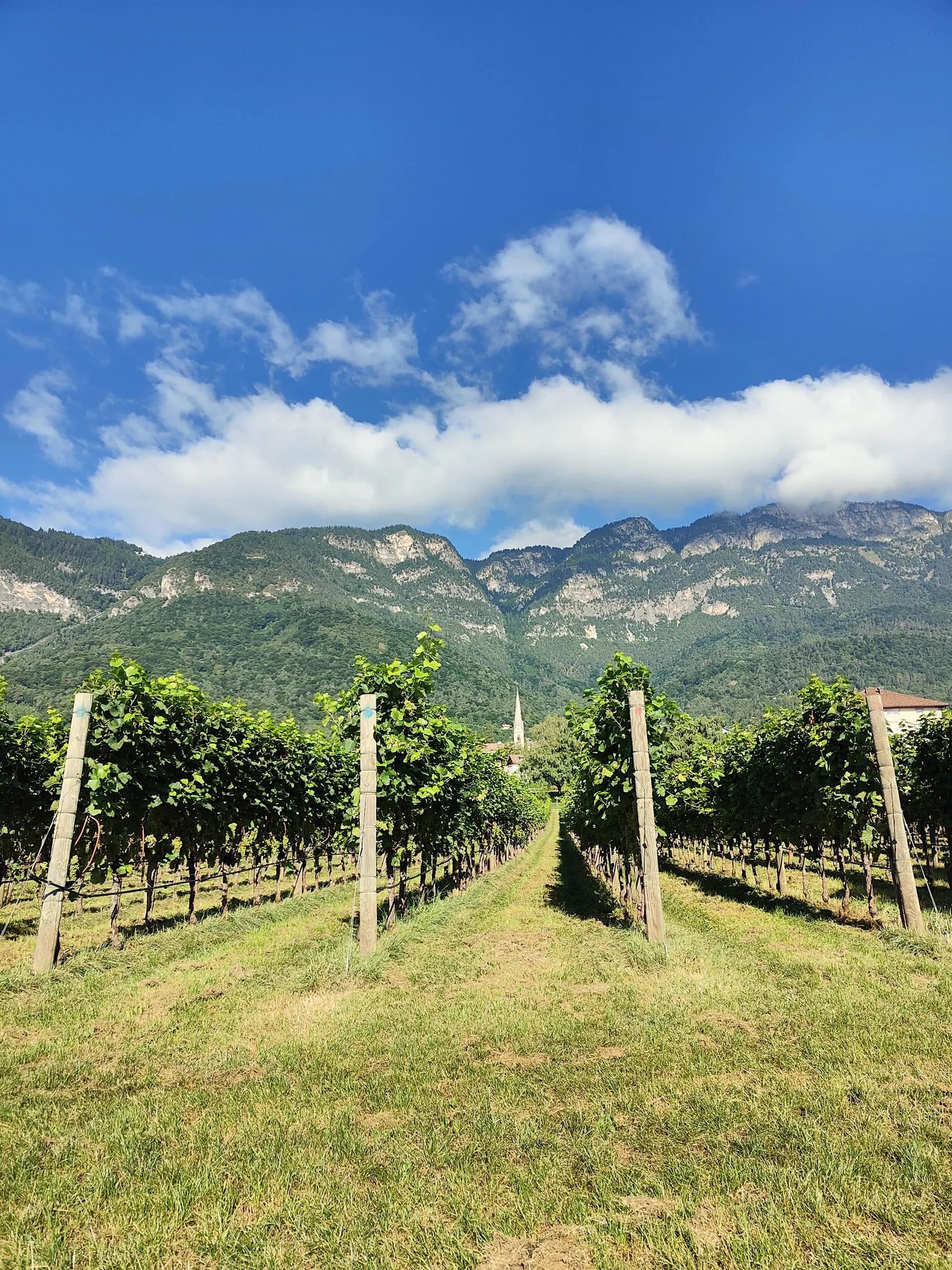 Rows of vines leading towards wooded mountains near Bolzano