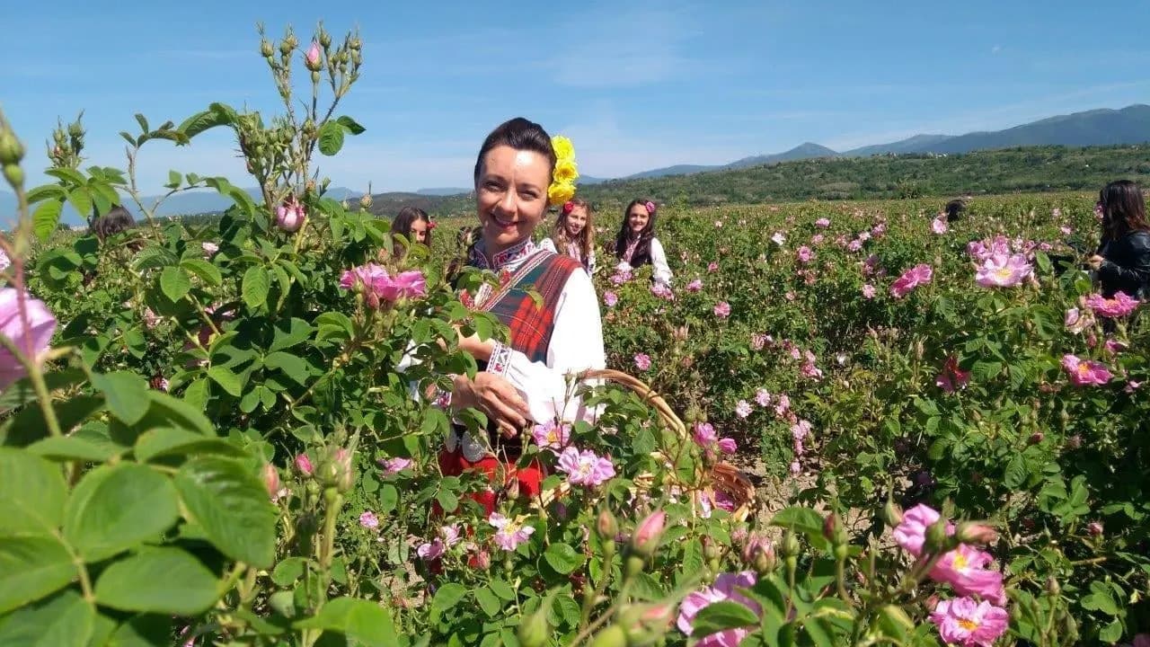 A woman in traditional dress picking pink roses in a field