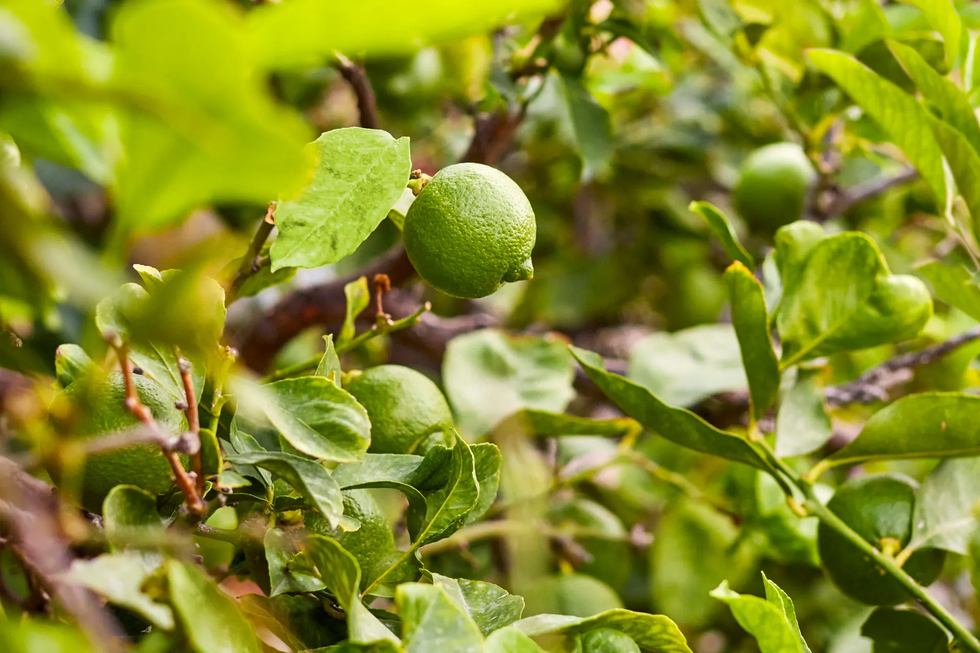 Among the lemon groves