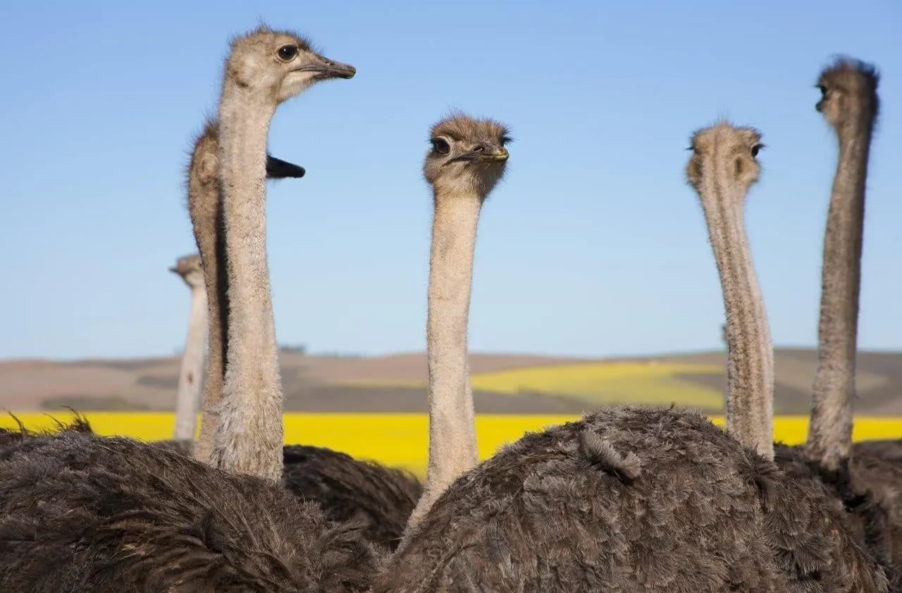 Ostriches with their necks raised on a farm near Oudtshoorn