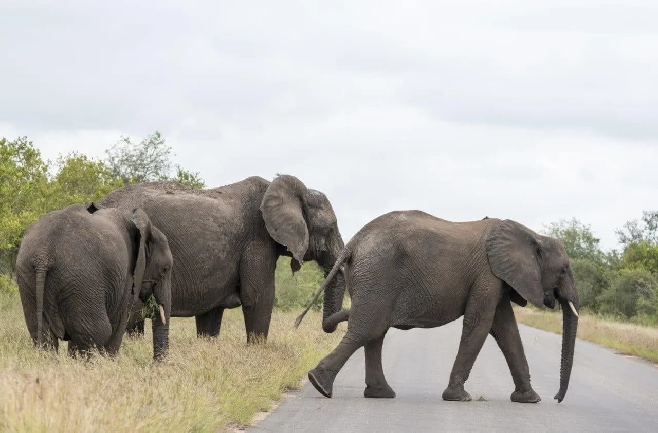 Elephants crossing a dirt road in the bush