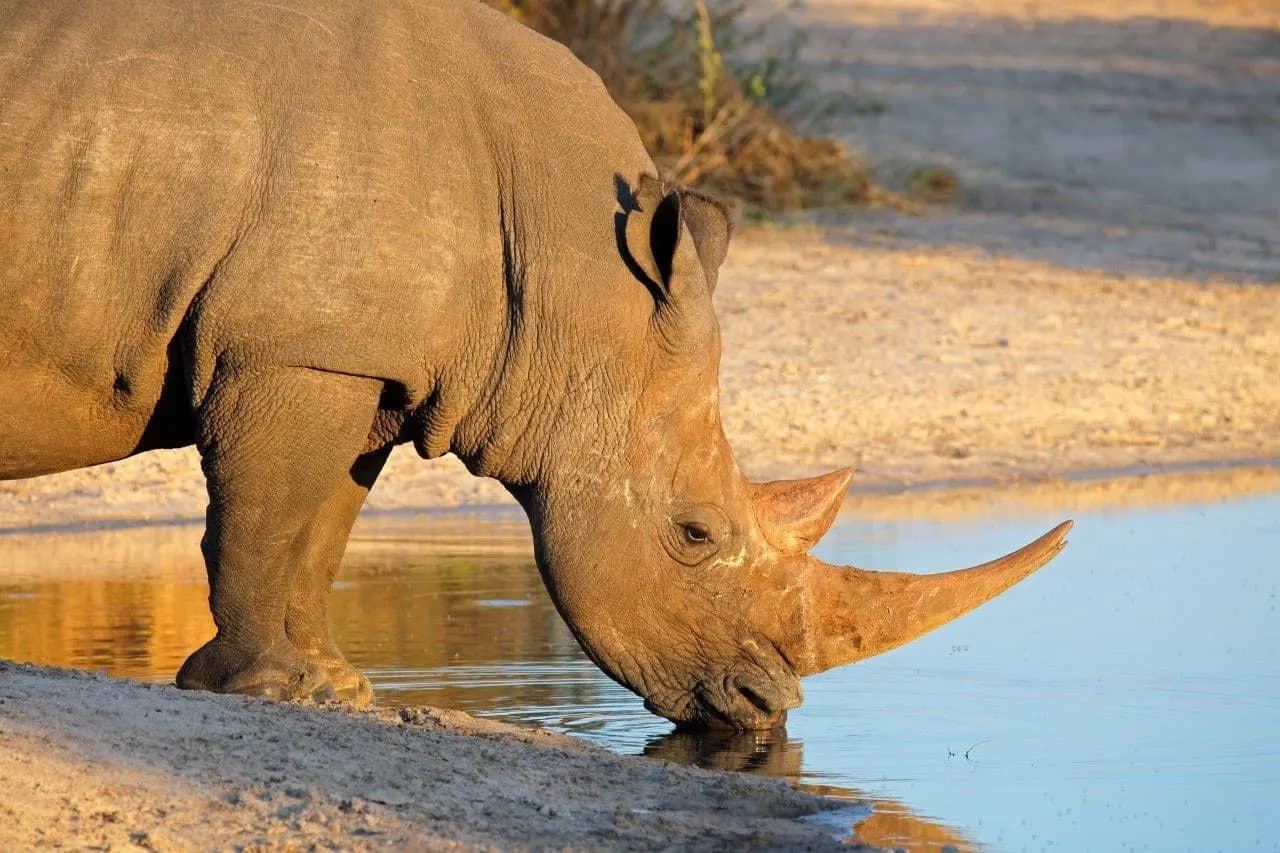 A white rhino drinking at a waterhole in warm evening light