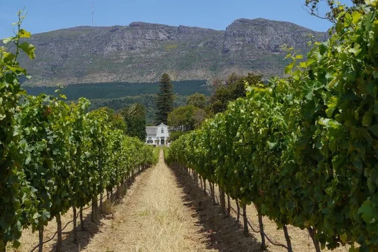 Rows of vines leading to a white farmhouse below the mountains in the Winelands