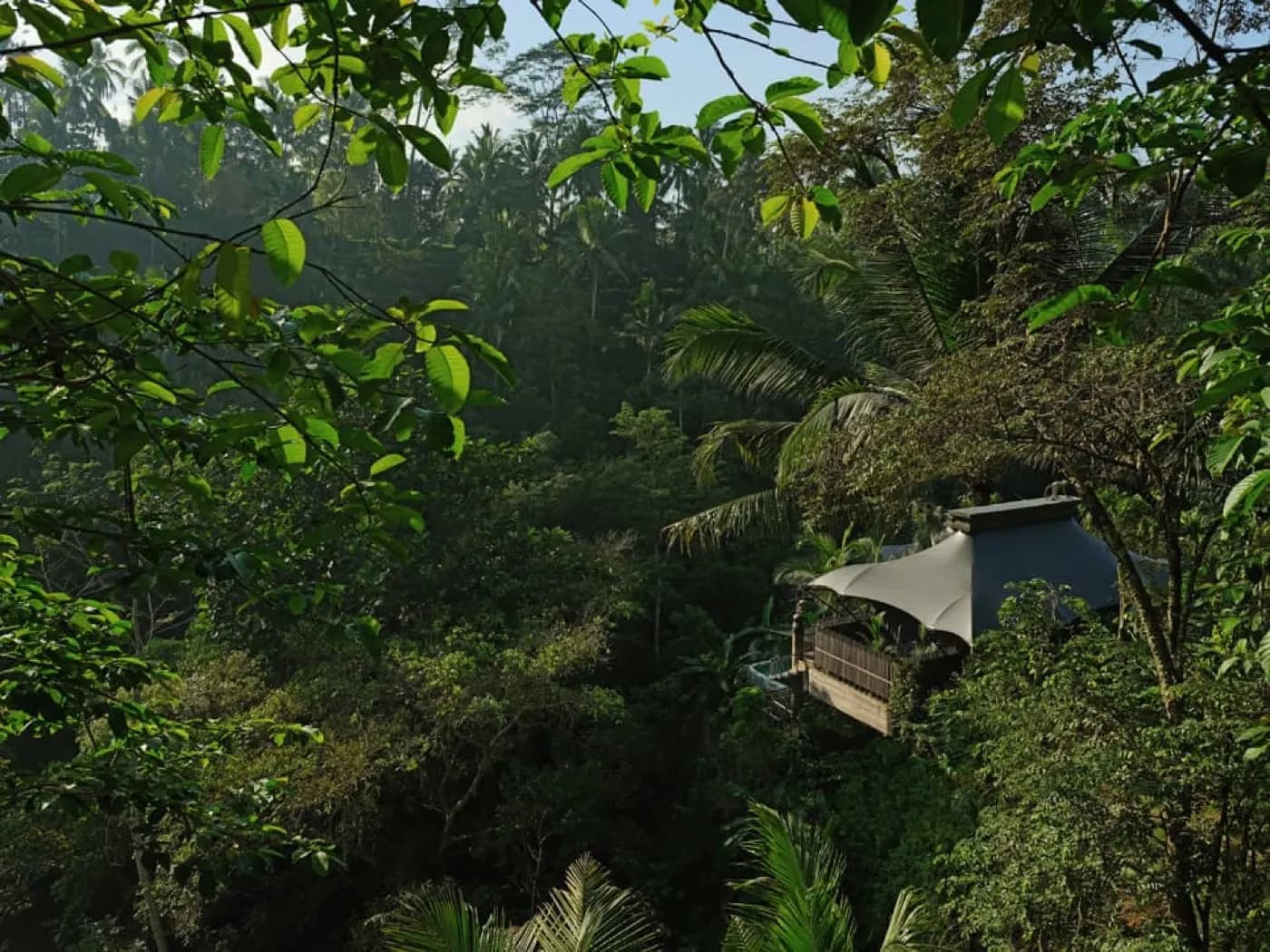 Tent in the jungle
