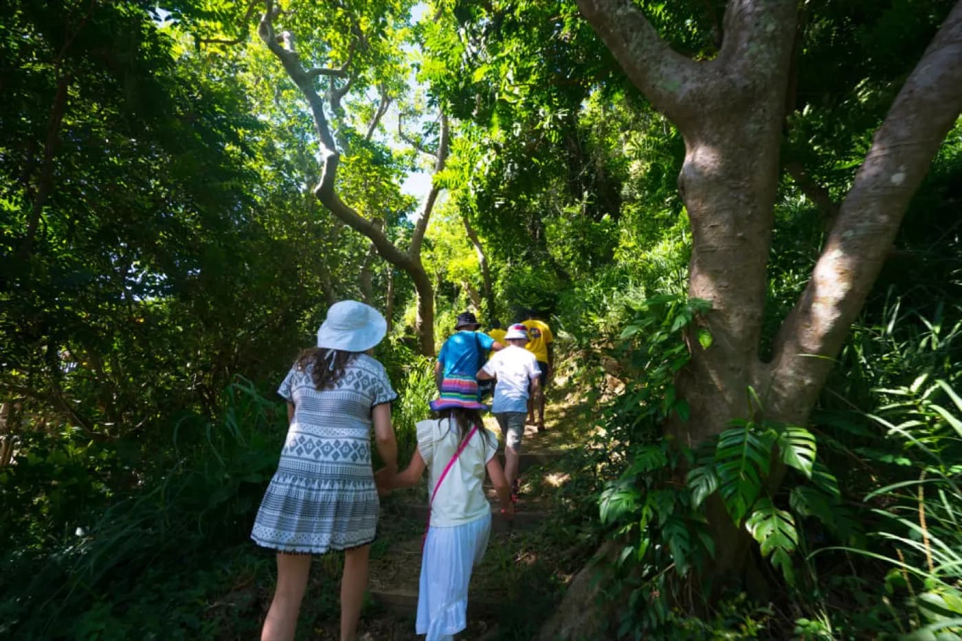 Island bush walk