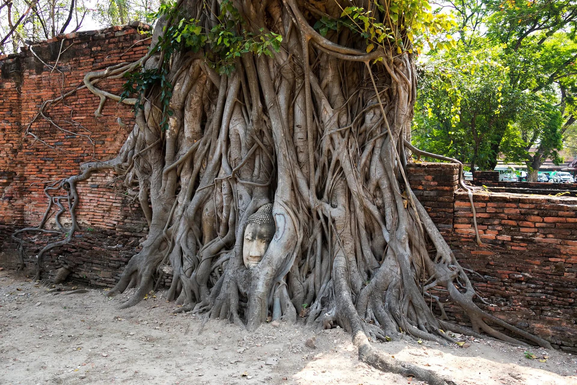 A stone Buddha head held in the roots of a tree at Wat Phra Mahathat