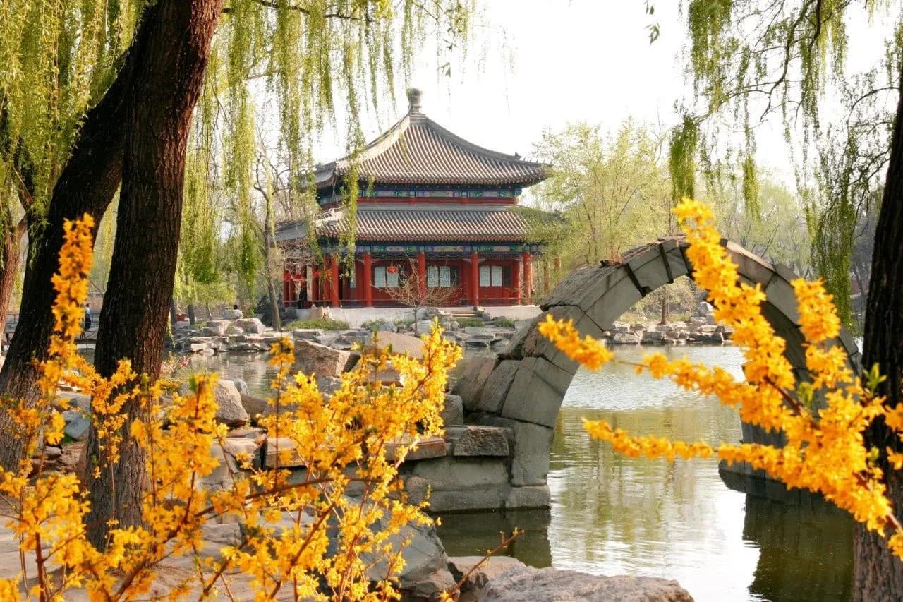 A pavilion and stone arch bridge framed by yellow blossom and willows
