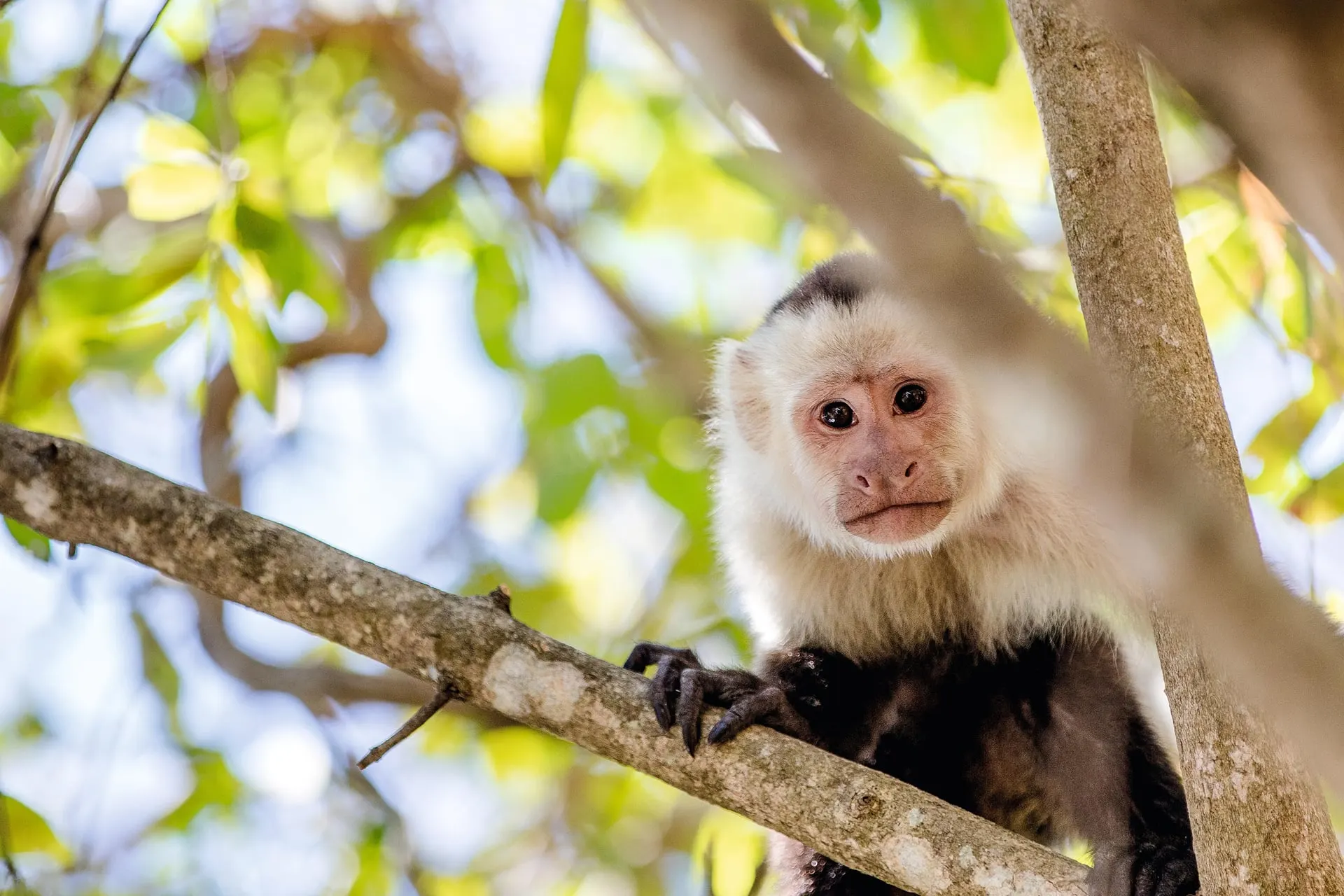 A white-faced capuchin monkey sitting in a tree
