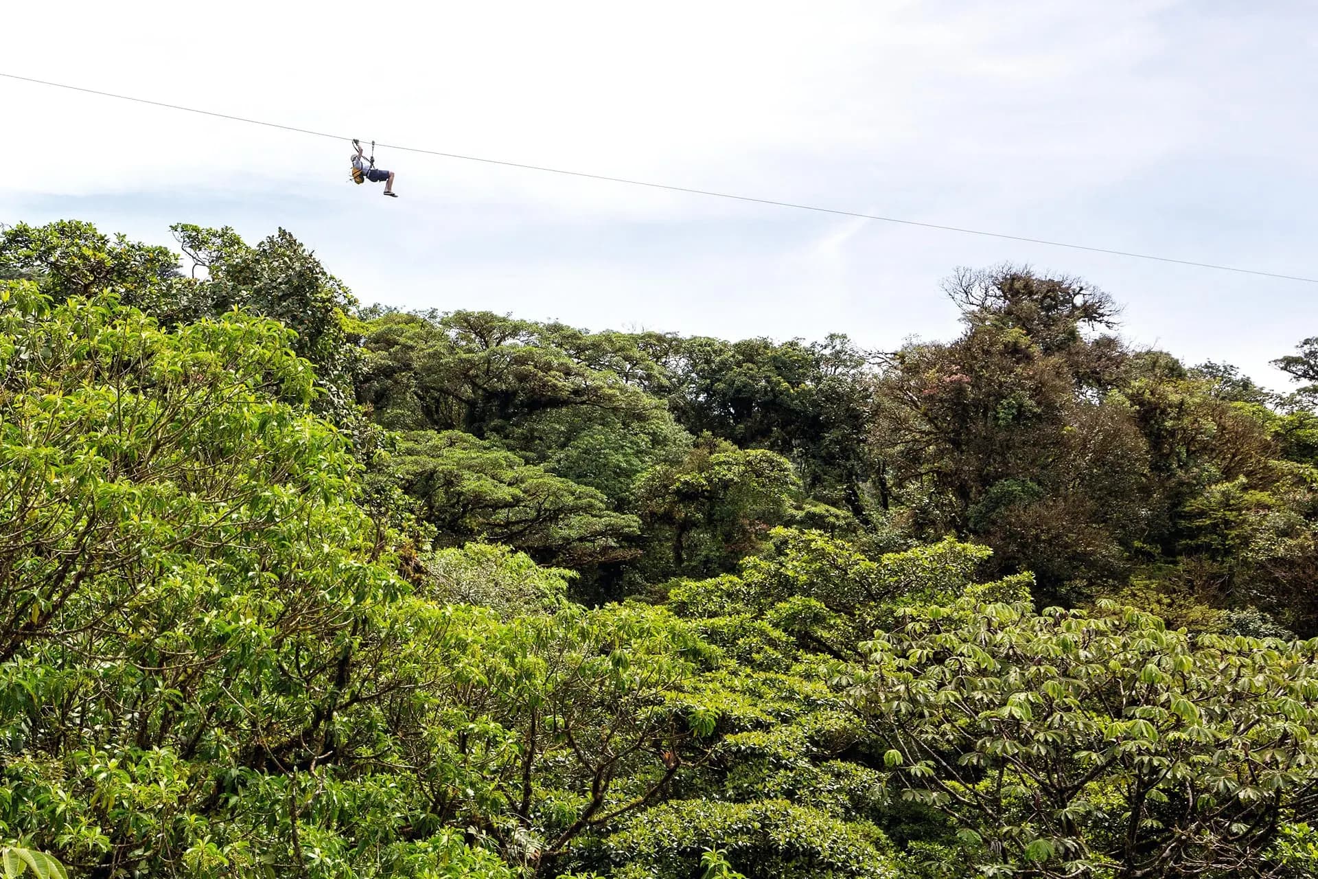 Cloud forest canopy, with a zip line rider crossing far above the trees