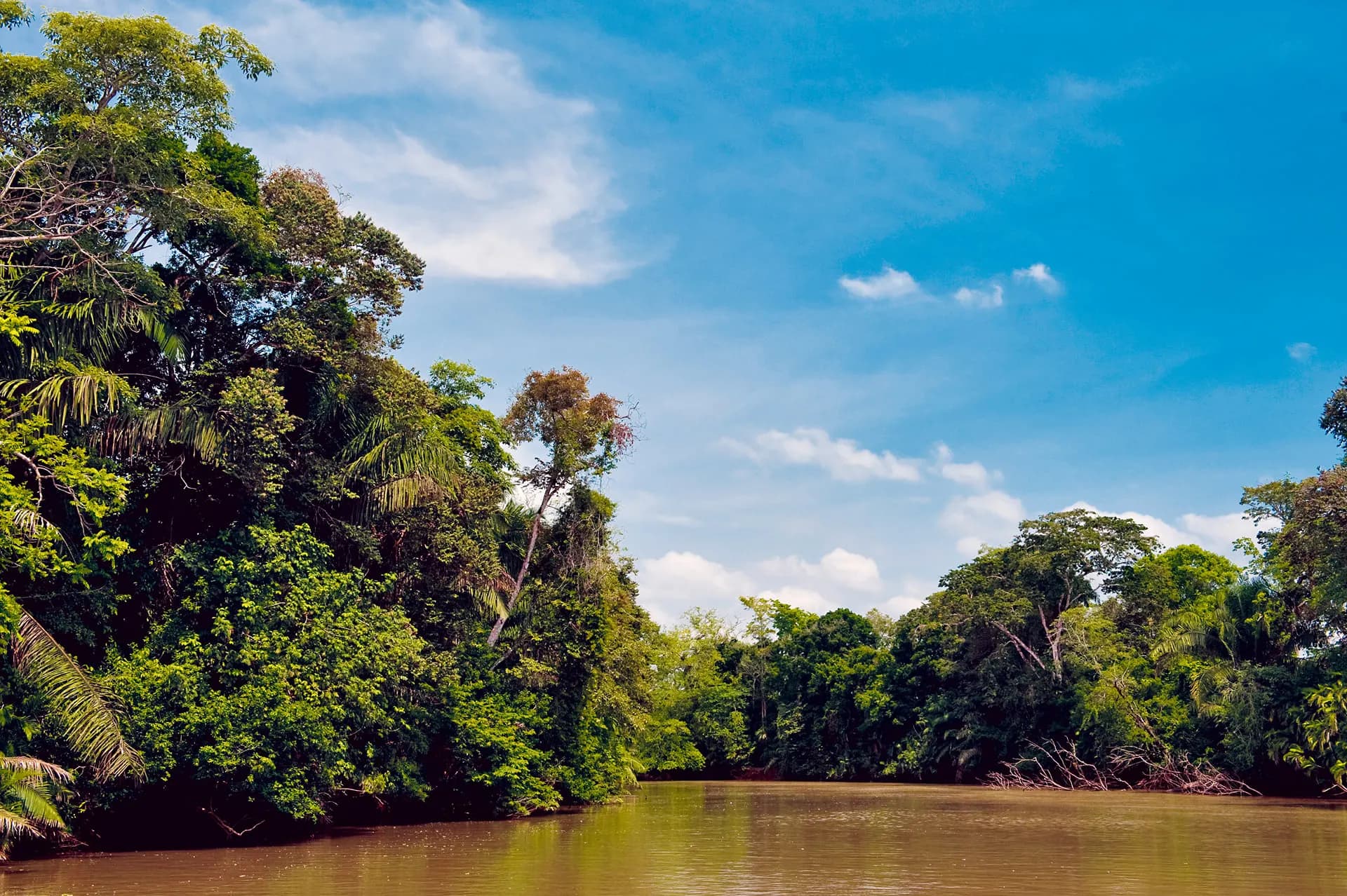 A brown jungle river between forested banks under a blue sky