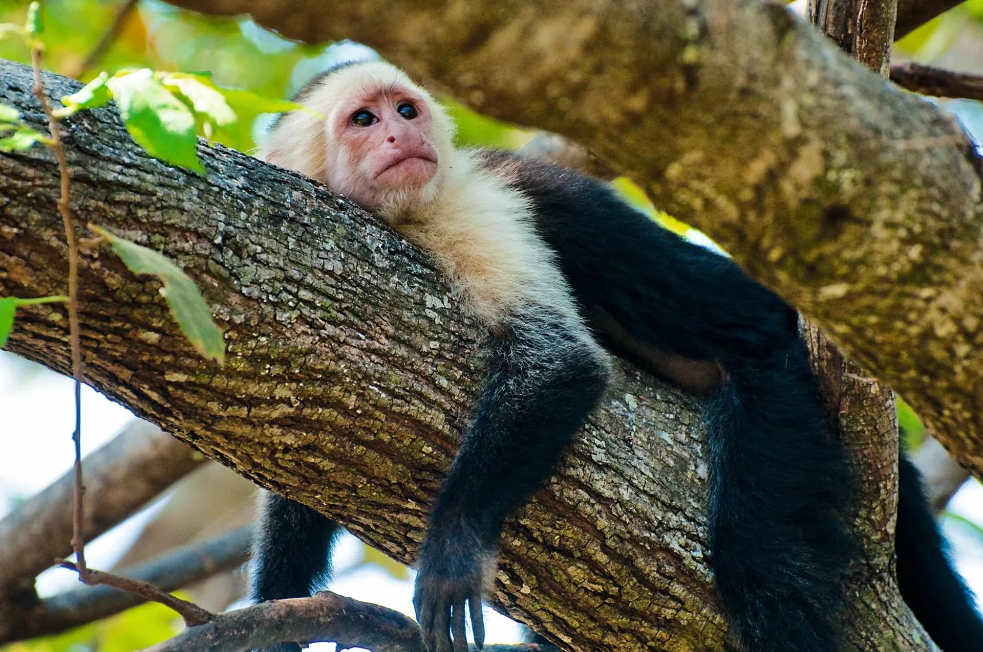A white-faced capuchin monkey lying along a tree branch