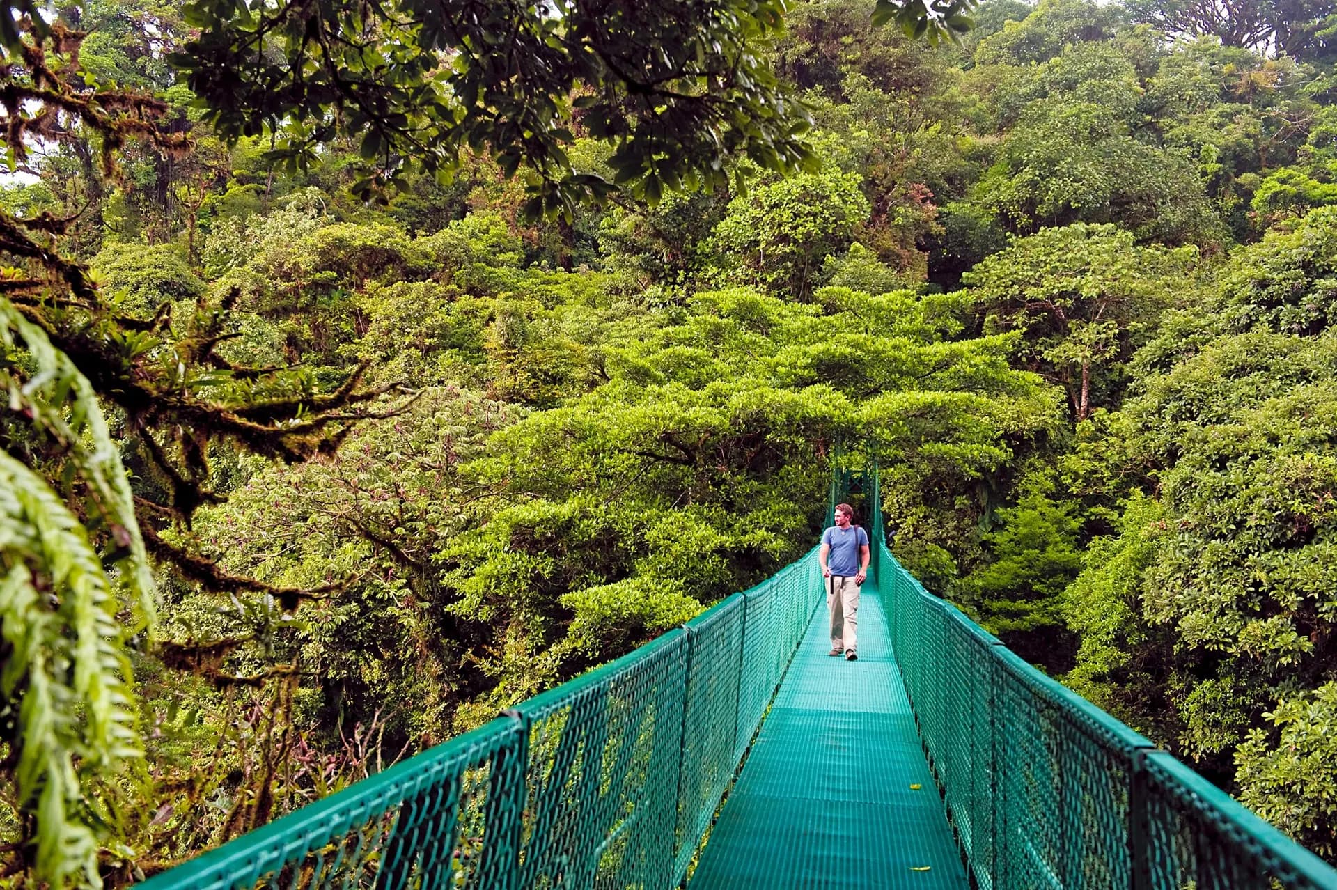 A walker on a green hanging bridge above the forest canopy